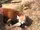 Red Panda
