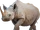 Eastern Black Rhinoceros