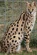 Serval[15]