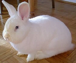 Vienna Rabbit | Zoo tycoon movie Wikia | Fandom