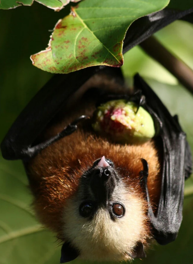 Aldabra Flying Fox Zoo tycoon movie Wikia Fandom