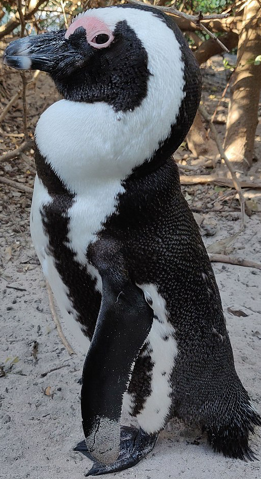 African Penguin, Zoo tycoon movie Wikia