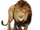 Transvaal Lion