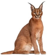 Ally the Caracal (Selena Gomez)