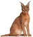 Caracal[43]