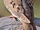 Mourning Dove