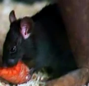 Black Rat zoo icon