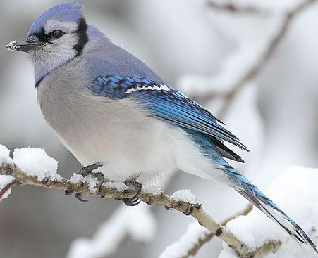 Blue Jay Zoo Tycoon Movie Wikia Fandom