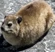 [19]Rock Hyrax