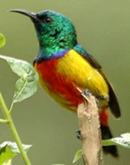 Regal Sunbird