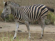 Zambezi the Chapman's Zebra (Robert Irwin)