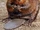North American Beaver
