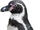 Humboldt Penguin