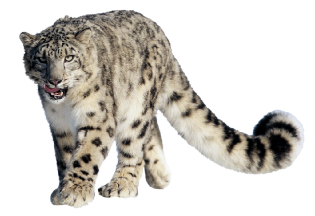 New snow leopard at Calgary Zoo