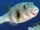White-spotted Puffer