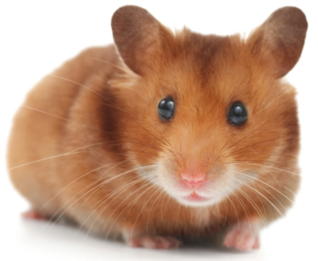 Red Tube Hamster