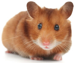 Golden hamster - Wikipedia