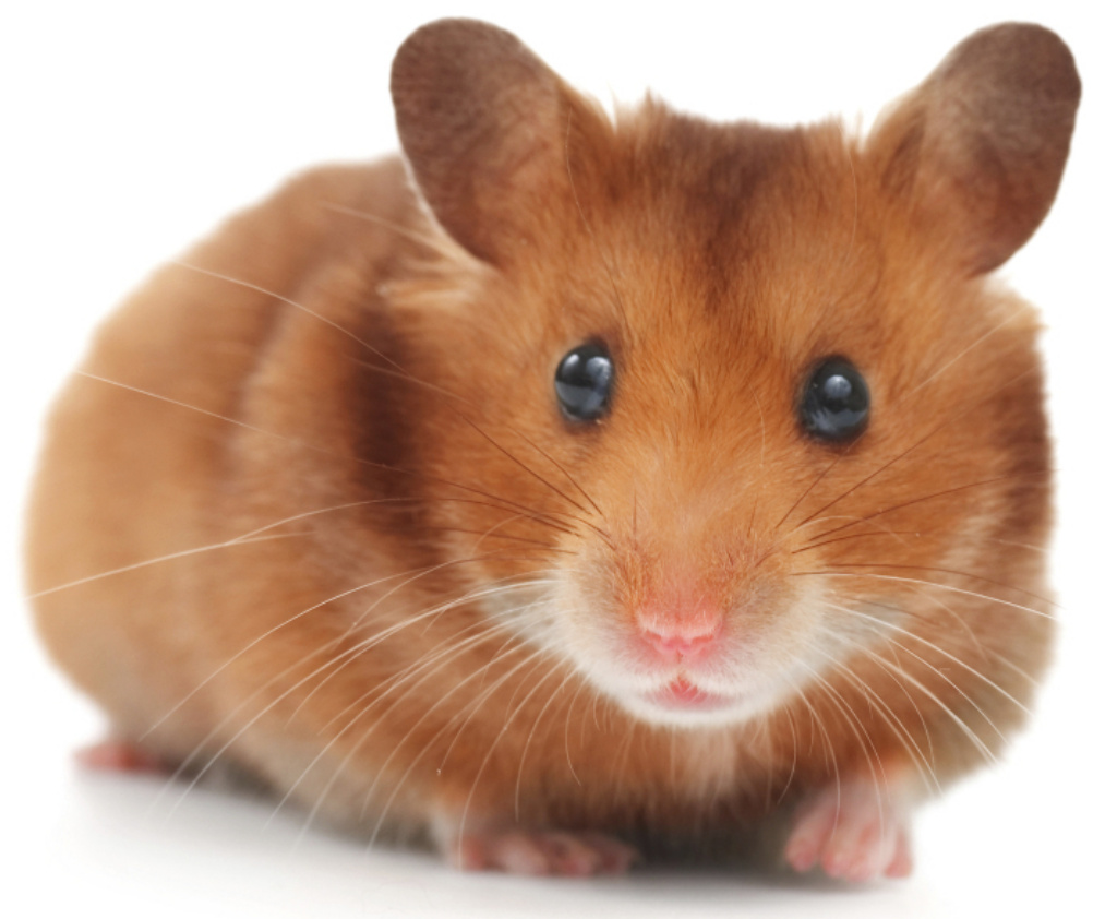 Golden hamster, Rodent Care Wiki