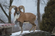 An urial at the Utica Zoo.