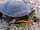 Painted Turtle