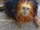 Golden-headed Lion Tamarin