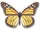 Monarch Butterfly