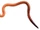Common Earthworm