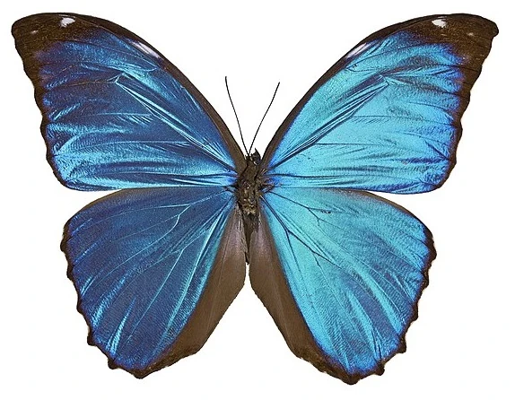 Helen of Troy visual data 3