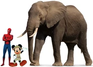 SM African Bush Elephant.png (1.11 MB)