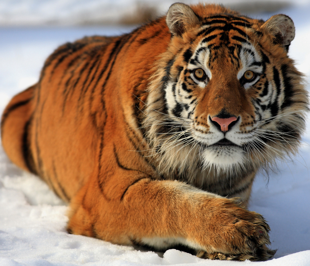Zoo Tycoon 3: Siberian Tiger