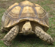 African Spurred Tortoise