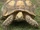 African Spurred Tortoise
