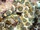 Greater Blue-ringed Octopus