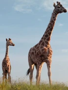 The Lion King (2019)