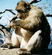 Barbary Macaque