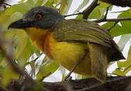 Grey-Headed Bushshrike