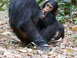 Chimpanzee