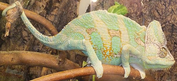 Veiled Chameleon - Niabi Zoo