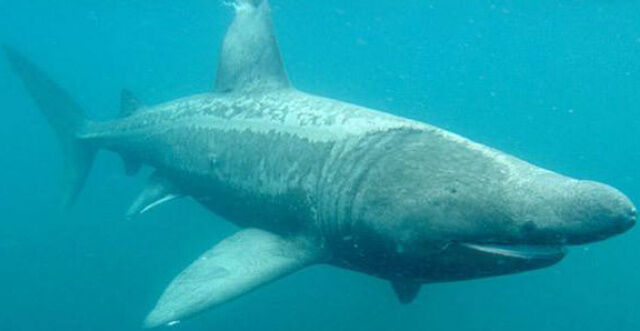 Basking Shark Zoo tycoon movie Wikia Fandom