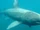 Basking Shark