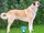 Kangal Shepherd Dog