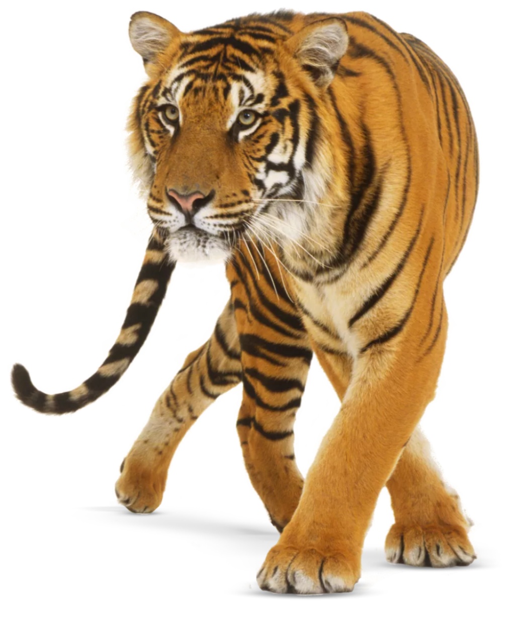 Bengal Tiger, Zoo tycoon movie Wikia