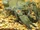 Common Yabby
