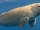 Dugong