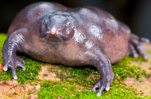 Purple Frog | Zoo tycoon movie Wikia | Fandom
