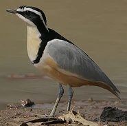Egyptian Plover