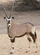 Gemsbok