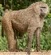 Olive Baboon[8]