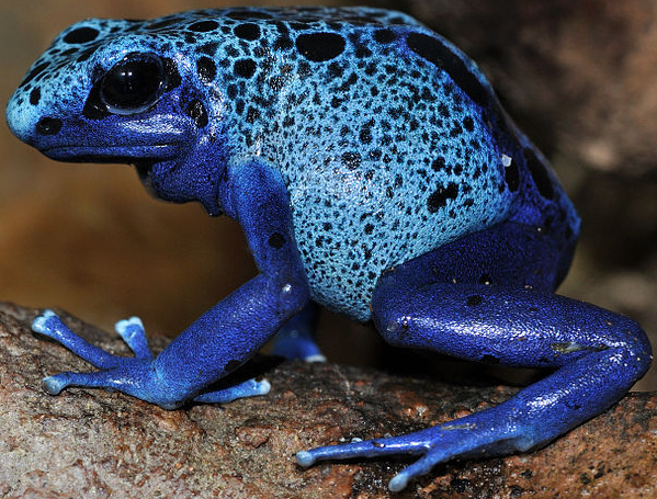 Blue Poison Dart Frog - Potawatomi Zoo