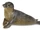 Harbor Seal